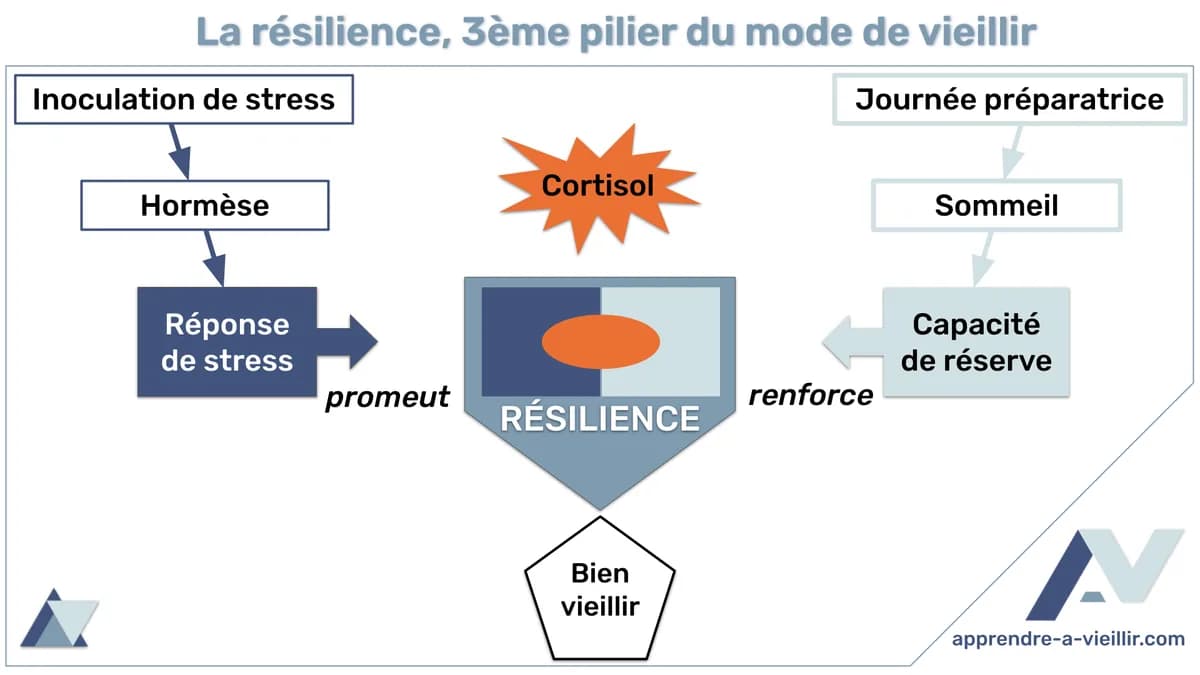 Jiri Prochazka : L'art de la résilience face à Alex Pereira
